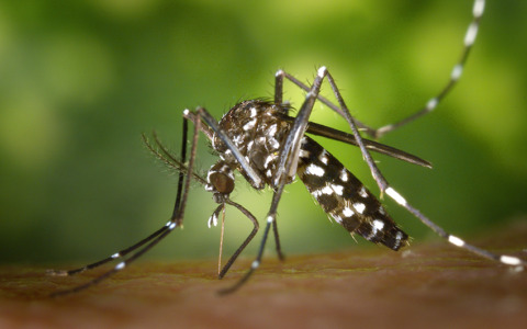 Nuovo caso di Dengue a Bologna: misure di profilassi in zona Lame