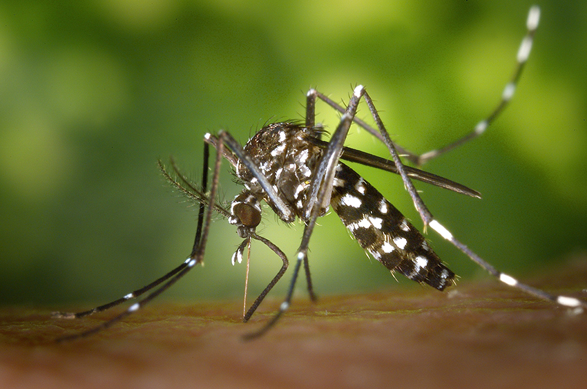 Nuovo caso di Dengue a Bologna: misure di profilassi in zona Lame