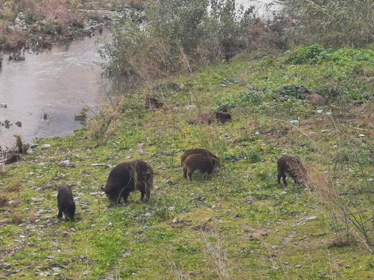 Peste suina africana, l’ultimo bollettino