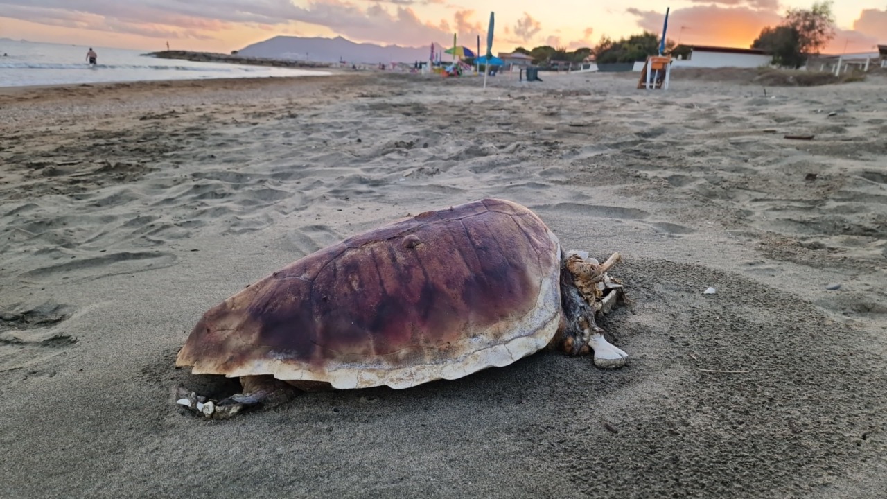 Primo nido di Caretta caretta su litorale, le spiagge tornano a ospitare le tartarughe marine