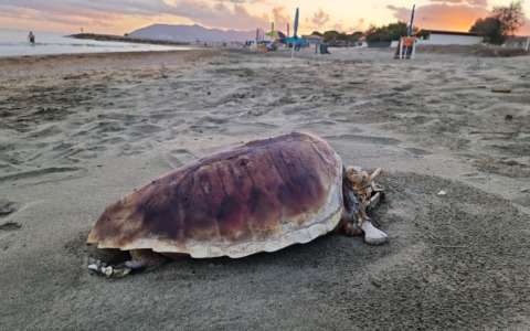 Primo nido di Caretta caretta su litorale, le spiagge tornano a ospitare le tartarughe marine