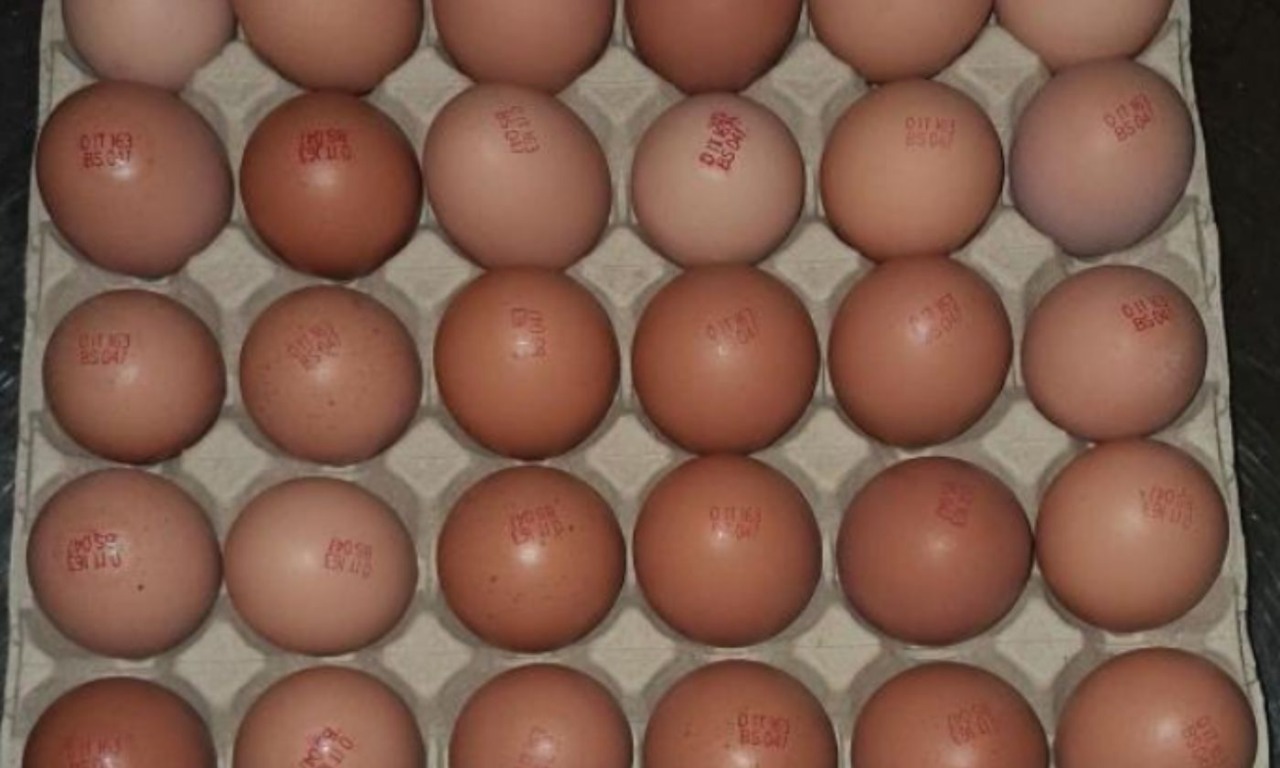 Rischio salmonella typhimurium: richiamati tre diversi formati di uova biologiche