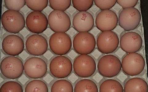 Rischio salmonella typhimurium: richiamati tre diversi formati di uova biologiche