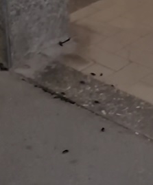 “Scarafaggi invadono le vie del paese”: scoppia la protesta