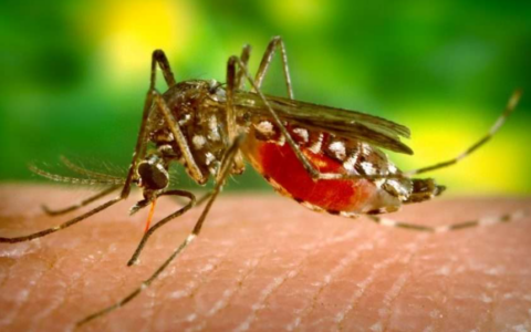 Sospetto caso di Chikungunya