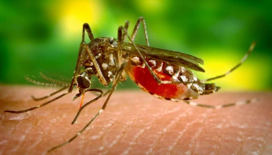 Sospetto caso di Chikungunya