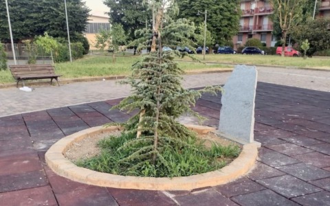 Spezzato il Cedro del Libano: era stato piantato come simbolo di pace