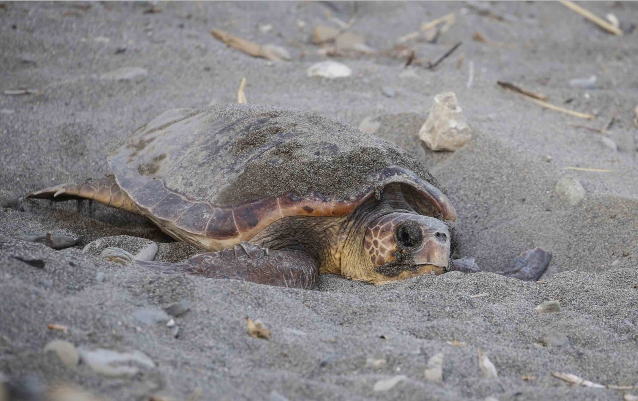 Tartarughe marine,  oltre 100 volontari pronti a sorvegliare le spiagge del Ponente ligure