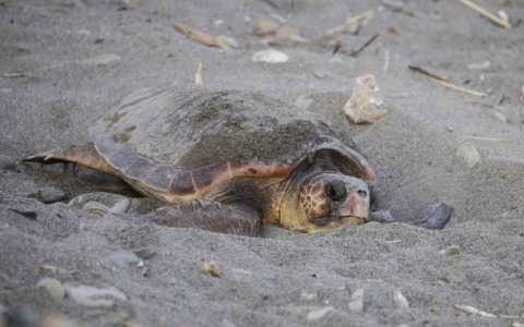 Tartarughe marine,  oltre 100 volontari pronti a sorvegliare le spiagge del Ponente ligure