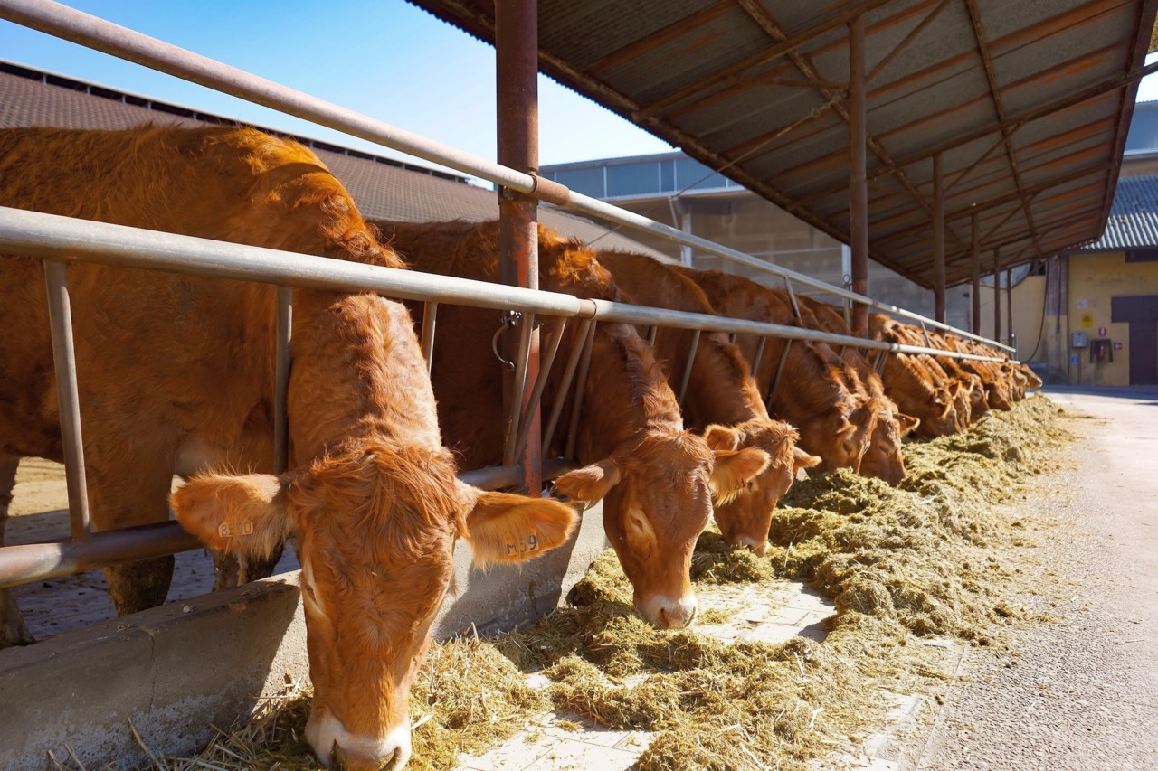 Un lievito vivo per migliorare digestione e latte: lo studio su 170 bovine nel Mantovano