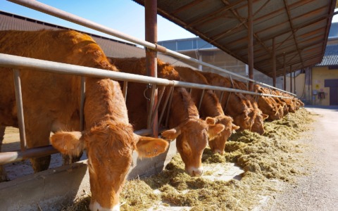 Un lievito vivo per migliorare digestione e latte: lo studio su 170 bovine nel Mantovano