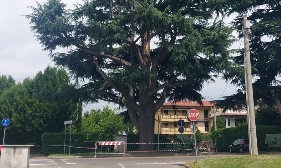 Un mese di osservazione, poi il verdetto sul cedro monumentale