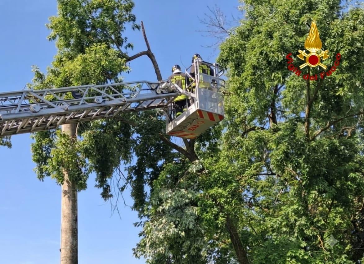 Albero si adagia sui cavi elettrici a Fosdondo di Correggio