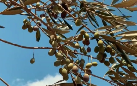 Alla scoperta di Astesana, la Strada del Vino, dell’Olio e del Cibo piemontesi