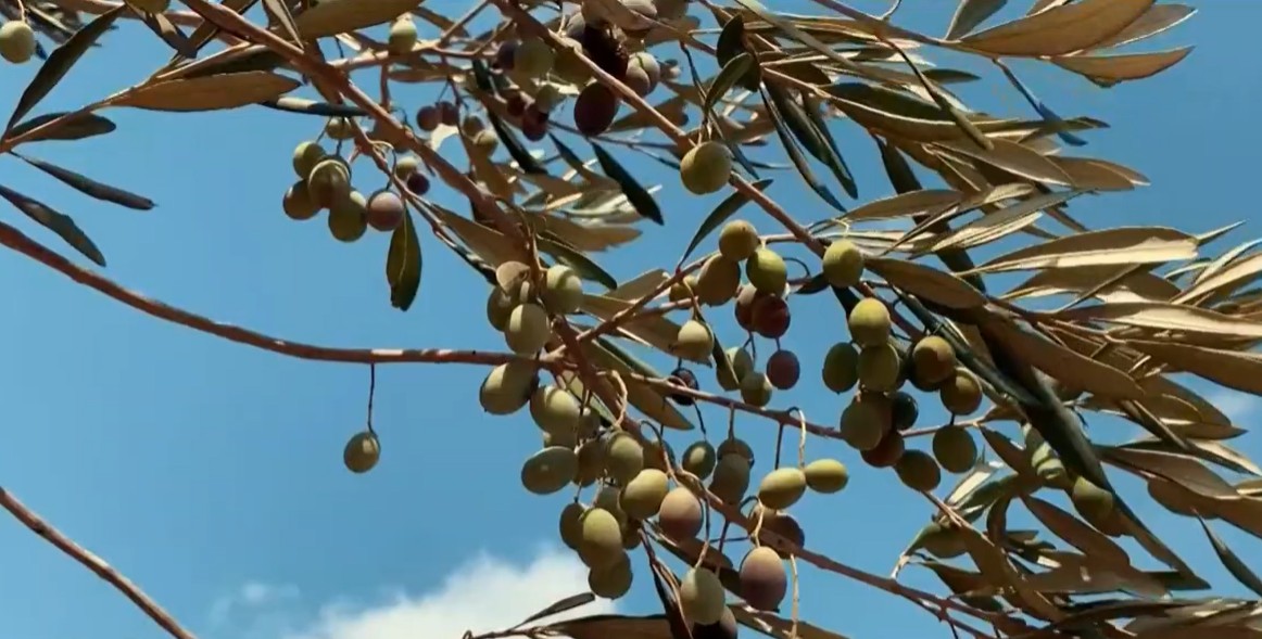 Alla scoperta di Astesana, la Strada del Vino, dell’Olio e del Cibo piemontesi