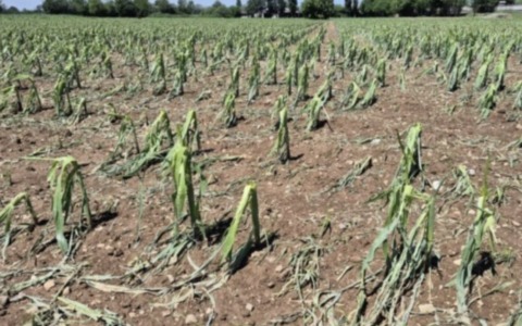 Allarme siccità nelle campagne bresciane, Coldiretti:”Necessario accelerare gli investimenti in invasi, infrastrutture irrigue e sistemi di accumulo”