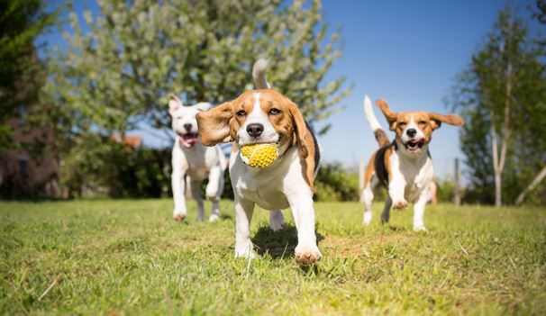 Caldo e animali domestici, i consigli di ATS Brianza per proteggere cani e gatti durante l’estate