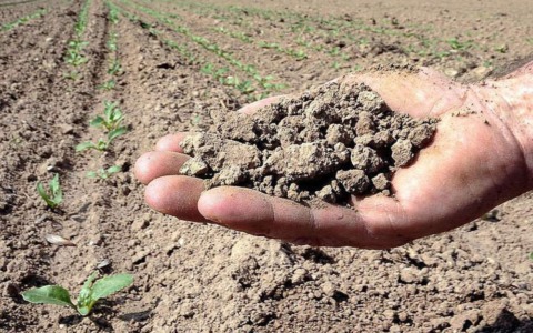 Caldo e piogge in calo, Coldiretti Novara-Vco lancia l’allarme siccità: «A rischio raccolti e cibo locale»