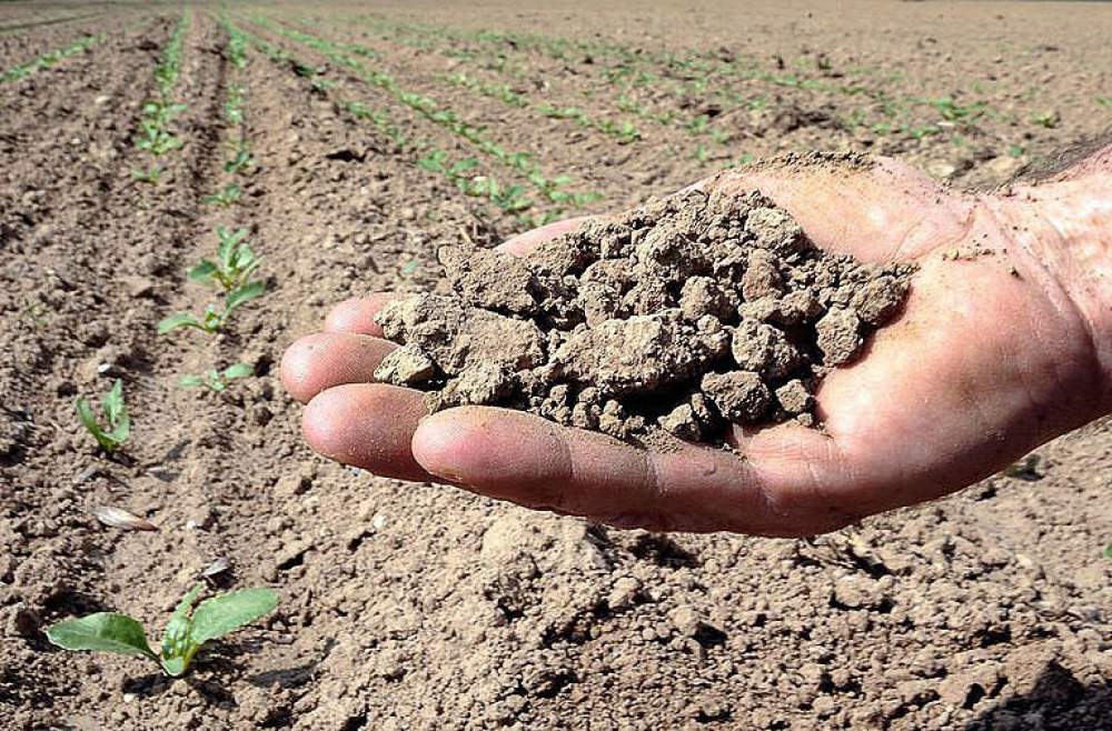 Caldo e piogge in calo, Coldiretti Novara-Vco lancia l’allarme siccità: «A rischio raccolti e cibo locale»