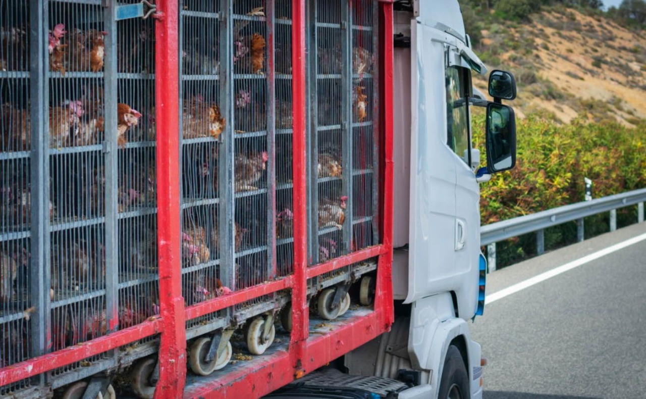 Camion pieno di polli si ribalta alle porte di Milano: traffico in tilt e 10 chilometri di coda sulla Tangenziale Ovest