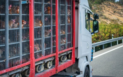 Camion pieno di polli si ribalta alle porte di Milano: traffico in tilt e 10 chilometri di coda sulla Tangenziale Ovest