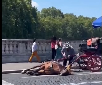 Cavallo di una botticella “crolla” su ponte Cavour, reazioni e polemiche