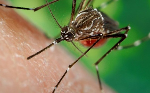 Dengue, un caso in paese: il sindaco fa chiarezza