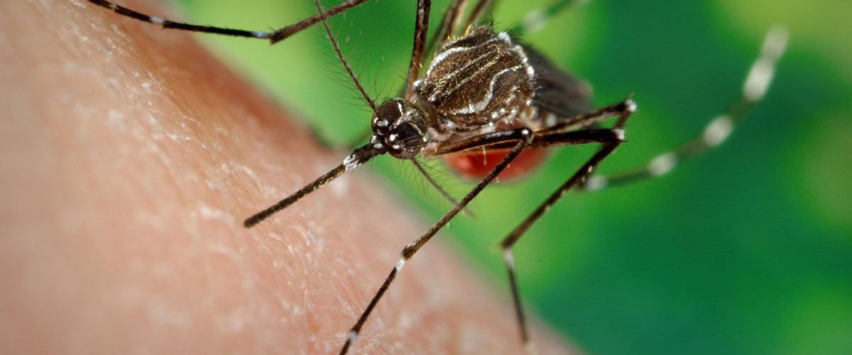 Dengue, un caso in paese: il sindaco fa chiarezza