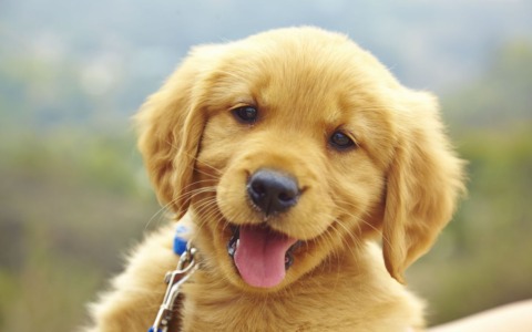 Festeggia la Giornata internazionale del cane con Eco di Biella e OPS Media