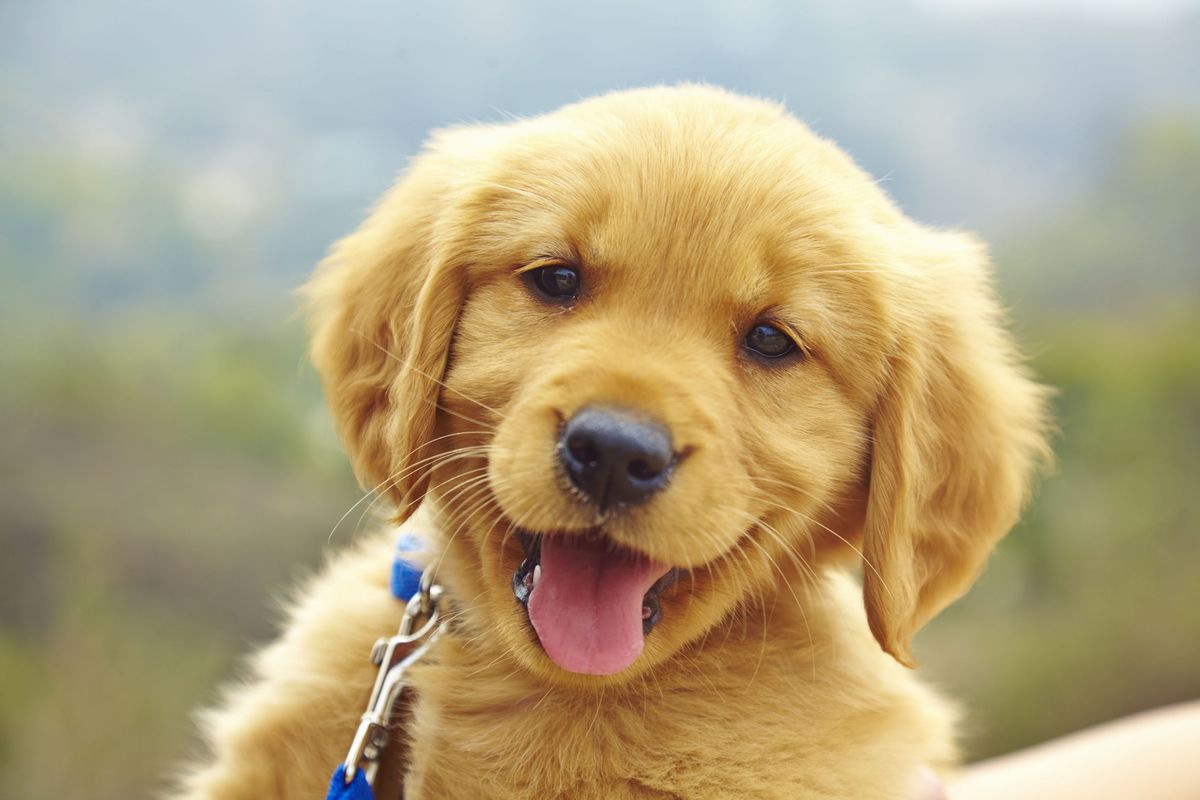 Festeggia la Giornata internazionale del cane con Eco di Biella e OPS Media