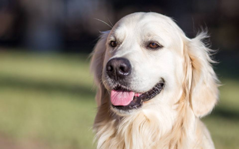 Festeggia la Giornata internazionale del cane con Il Nuovo Levante e OPS Media
