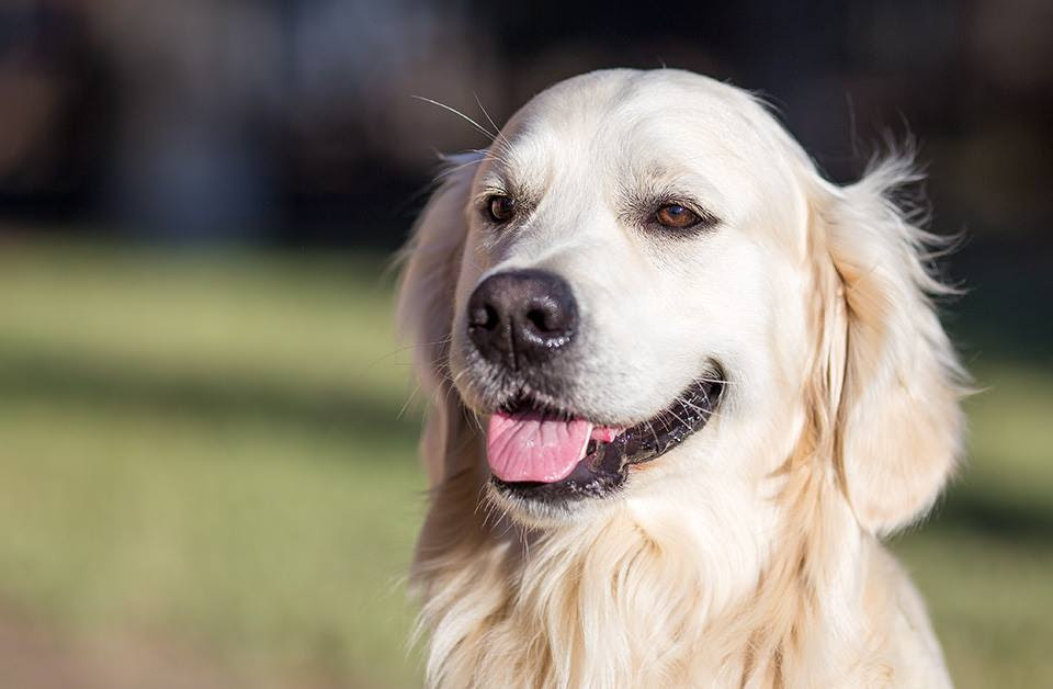 Festeggia la Giornata internazionale del cane con Il Nuovo Levante e OPS Media