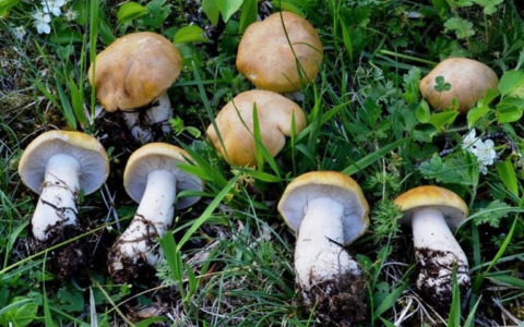 Funghi, l’allerta di Ats Brianza: “Consumate solo quelli controllati”