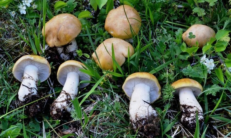 Funghi, l’allerta di Ats Brianza: “Consumate solo quelli controllati”