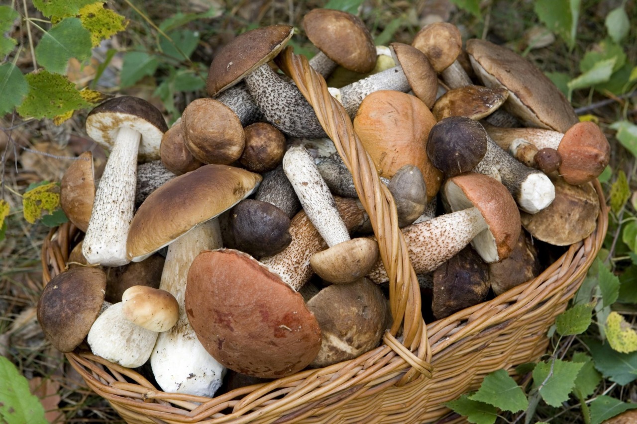 Funghi,  scatta l’allerta di ATS Brianza: «Consumate solo quelli controllati»