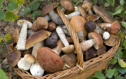 Funghi,  scatta l’allerta di ATS Brianza: «Consumate solo quelli controllati»