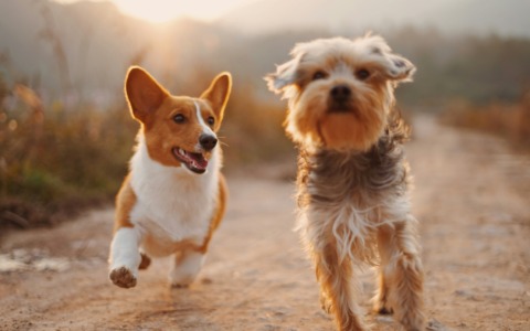 Giornata internazionale del cane 2026, manda la foto del tuo amico a quattro zampe al Giornale di Merate!