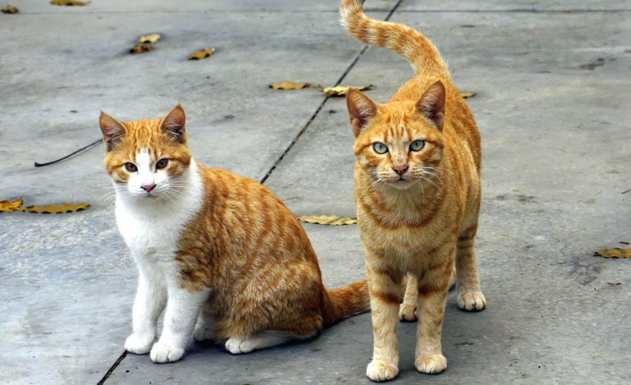 Giornata Internazionale del gatto: mandateci le vostre foto!