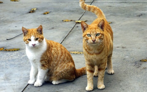 Giornata Internazionale del gatto: mandateci le vostre foto!