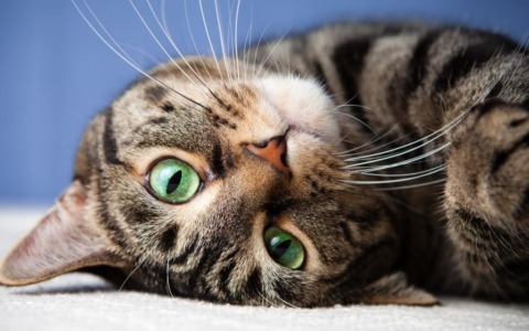 Giornata Internazionale del gatto: mandateci le vostre foto!
