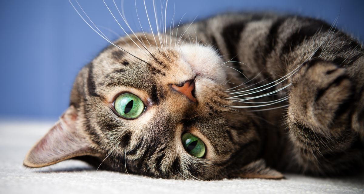 Giornata Internazionale del gatto: mandateci le vostre foto!
