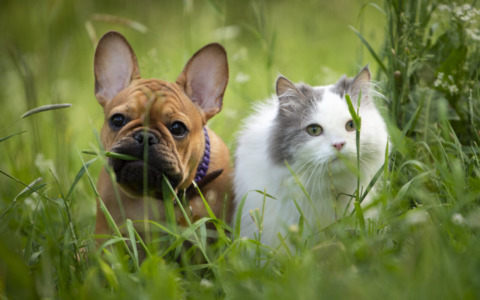 Giornate Internazionali del gatto e del cane: mandateci le vostre foto