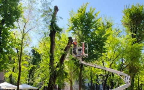 Giovedì 9 e venerdì 10 luglio 15 alberi verranno abbattuti in viale Garibaldi. Le modifiche alla viabilità