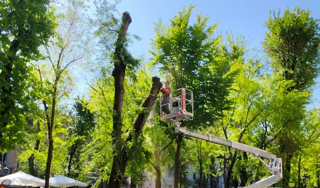 Giovedì 9 e venerdì 10 luglio 15 alberi verranno abbattuti in viale Garibaldi. Le modifiche alla viabilità