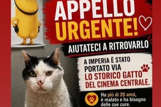 Il drammatico annuncio: “Grazie a tutti per aver cercato Gatto, non serve più. Riposa in pace”