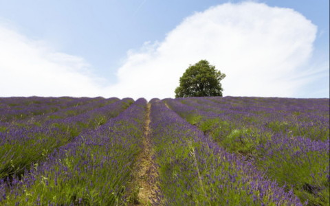Il Piemonte in estate si tinge di viola