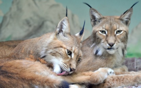 Inaugurato il nuovo maxi habitat per le linci euroasiatiche