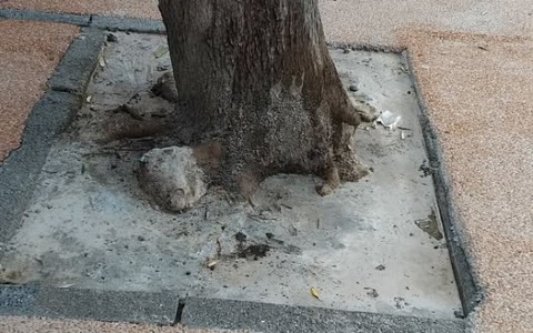 L’albero “cementificato” a Vallecrosia scatena le proteste. Poi interviene il vice Sindaco e la ditta risolve