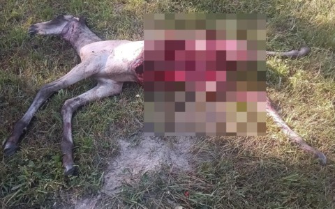 Lupo uccide un puledro a Macugnaga, Coldiretti: “Serve una risposta sul futuro della convivenza”