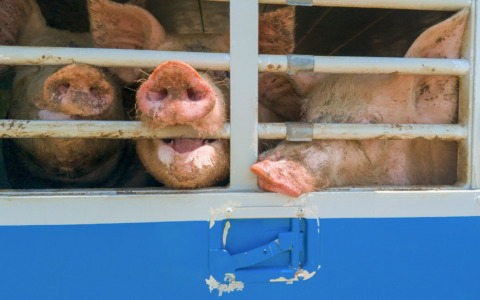 Maiali trasportati fino a 45 gradi sui camion: l’allarme di Essere Animali dopo controlli tra Mantova e Modena